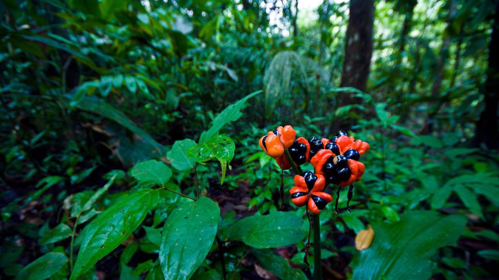 Guarana plant, a natural source of caffeine stimulant